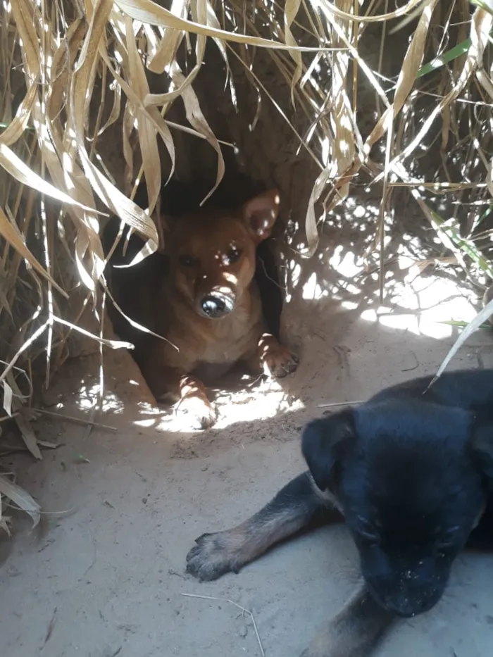 Cachorro raça Srd idade Abaixo de 2 meses nome Sem nome