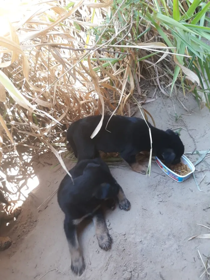 Cachorro raça Srd idade Abaixo de 2 meses nome Sem nome