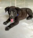 Joaquim