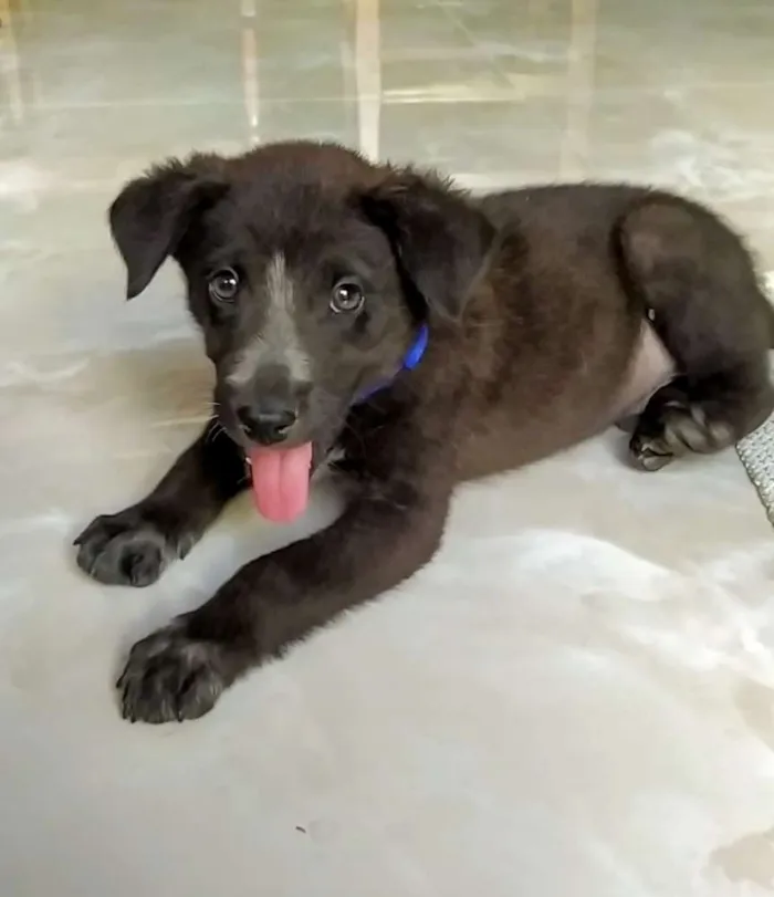 Cachorro ra a Srd idade Abaixo de 2 meses nome Joaquim