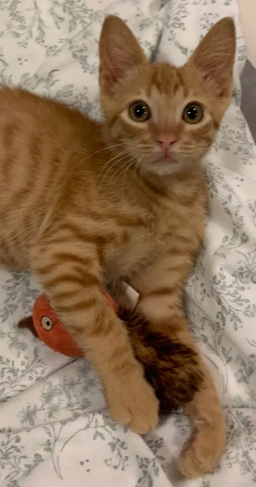 Gato ra a SRD idade 2 a 6 meses nome FOGUINHO