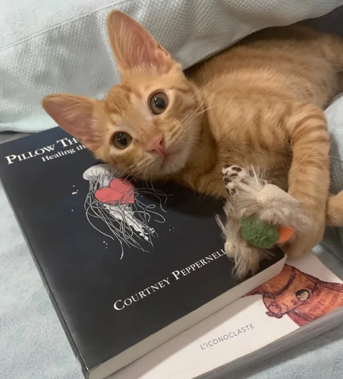 Gato ra a SRD idade 2 a 6 meses nome FOGUINHO