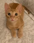 FOGUINHO