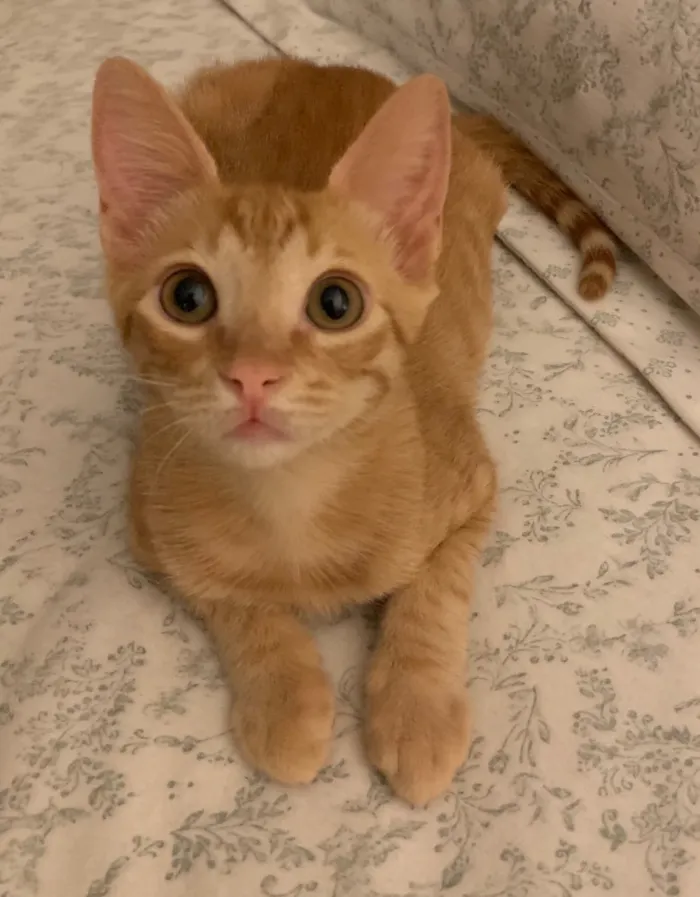 Gato ra a SRD idade 2 a 6 meses nome FOGUINHO