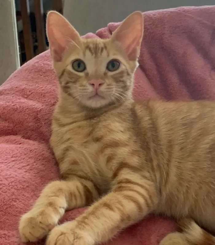 Gato ra a SRD idade 2 a 6 meses nome FOGUINHO