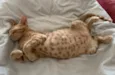 FOGUINHO