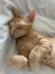 FOGUINHO