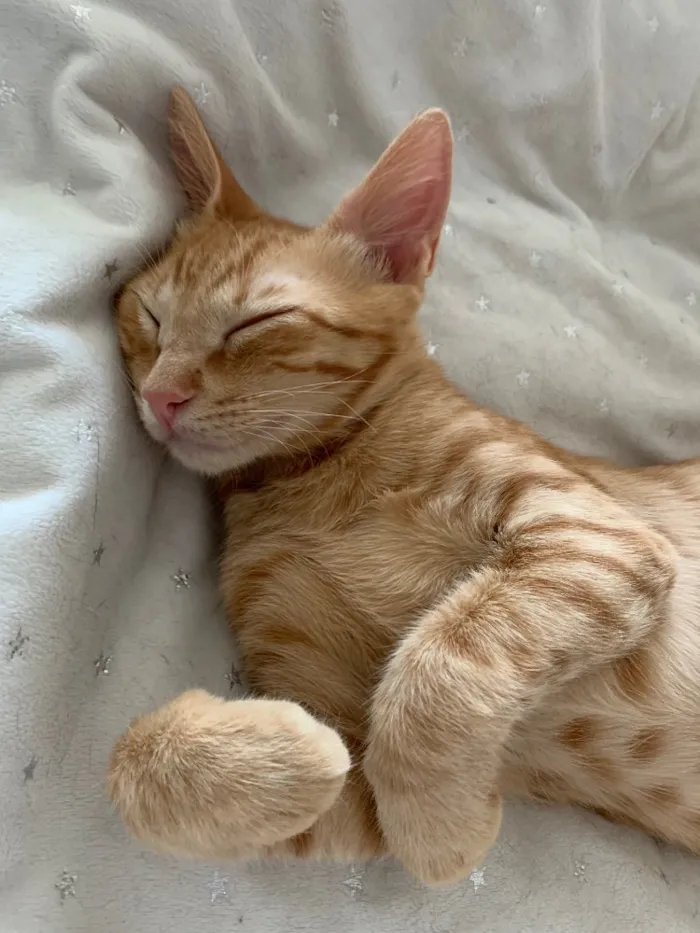 Gato ra a SRD idade 2 a 6 meses nome FOGUINHO