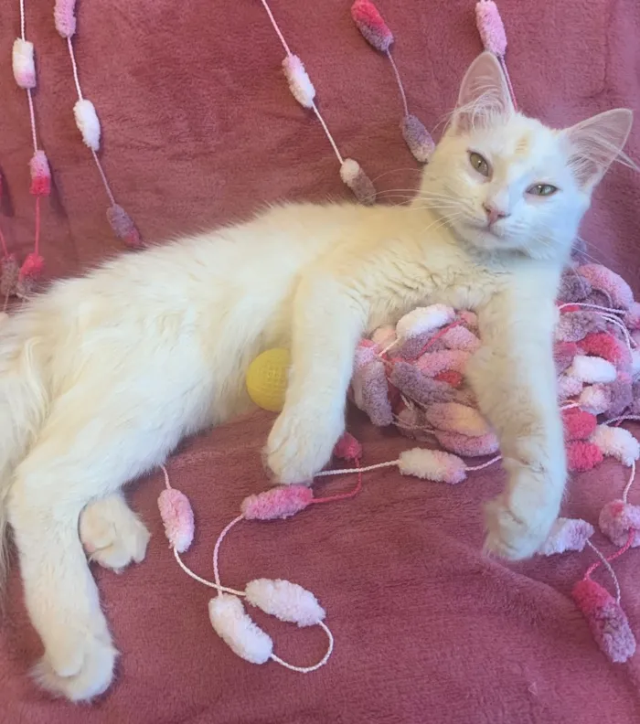 Gato ra a SRD idade 2 a 6 meses nome MARIE