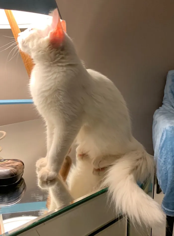 Gato ra a SRD idade 2 a 6 meses nome MARIE