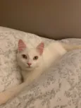 MARIE