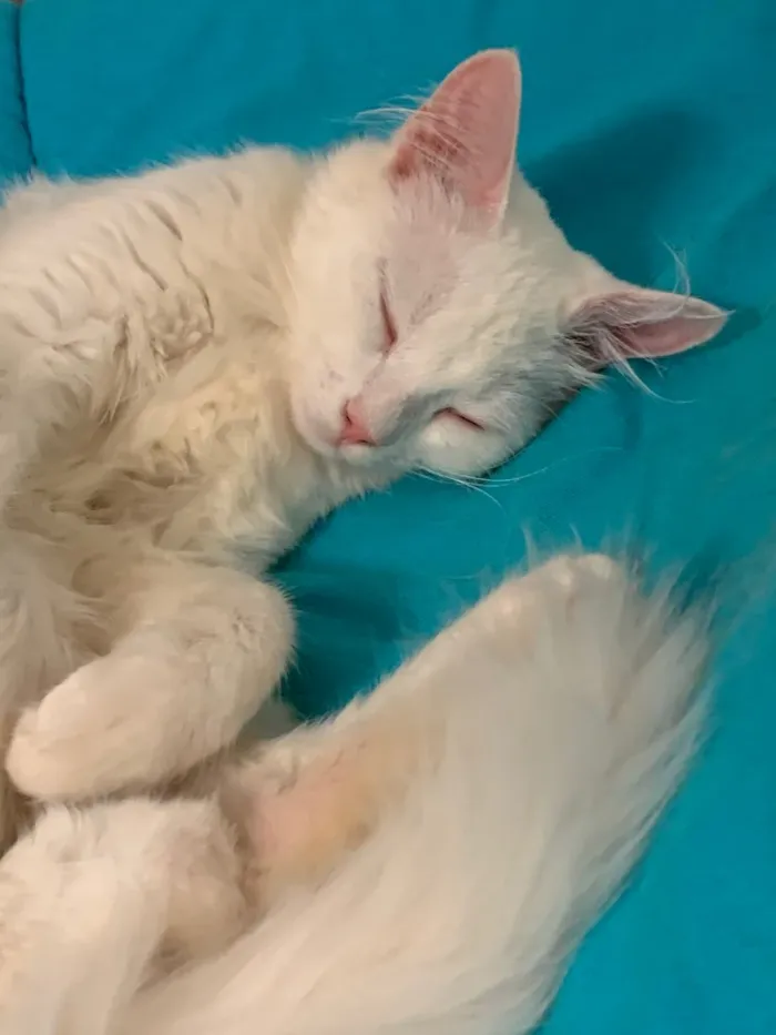 Gato ra a SRD idade 2 a 6 meses nome MARIE