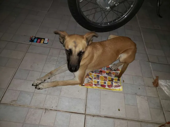 Cachorro ra a SRD idade 3 anos nome Cacau