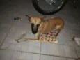 Cacau