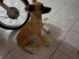 Cacau