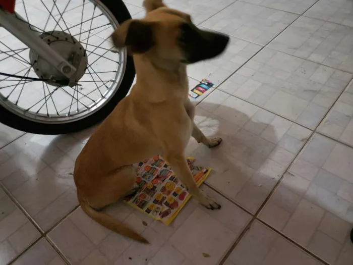 Cachorro ra a SRD idade 3 anos nome Cacau