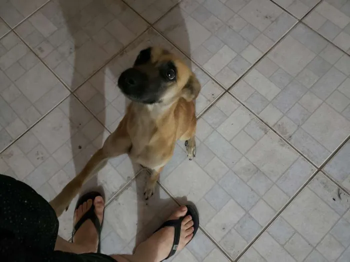 Cachorro ra a SRD idade 3 anos nome Cacau
