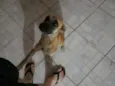 Cacau