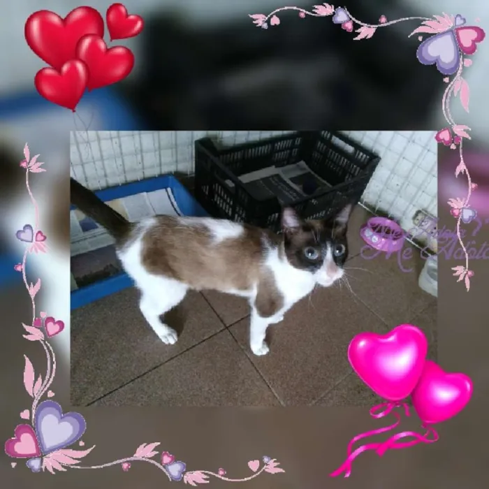 Gato ra a Siamês idade 7 a 11 meses nome Diva