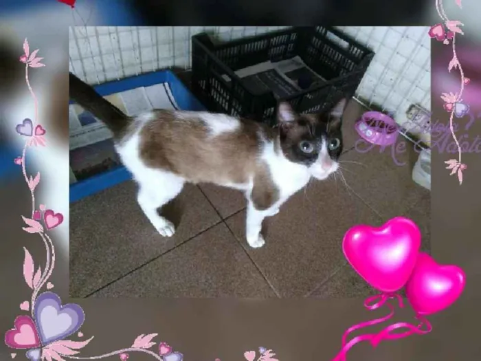 Gato ra a Siamês idade 7 a 11 meses nome Diva