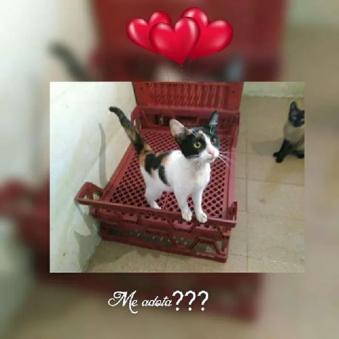 Gato ra a Srd idade 2 a 6 meses nome Trica