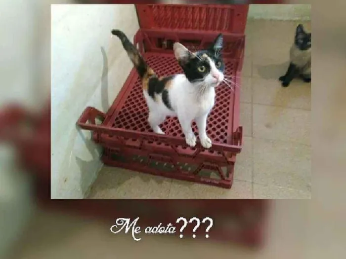 Gato ra a Srd idade 2 a 6 meses nome Trica