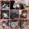 Gatitos