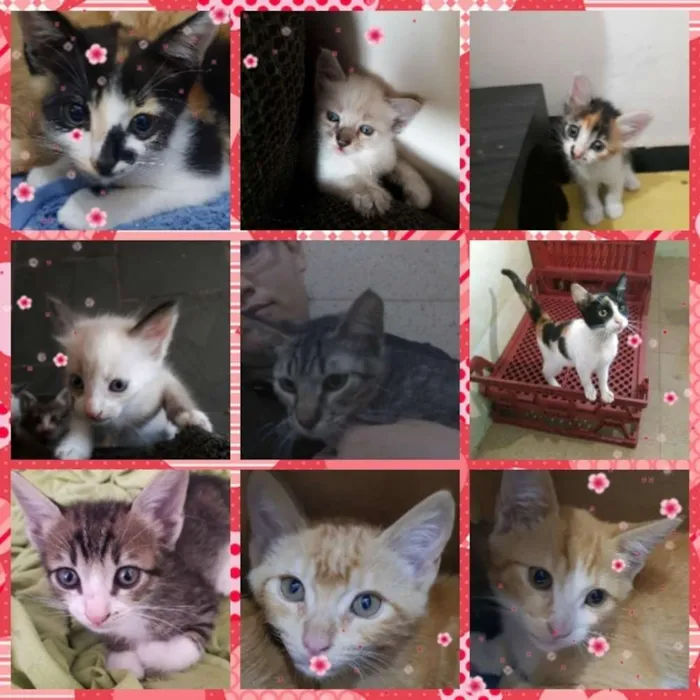 Gato ra a Srd idade 2 a 6 meses nome Gatitos