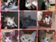 Gatitos