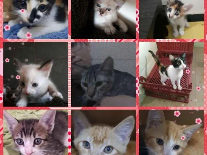 Gato ra a Srd idade 2 a 6 meses nome Gatitos