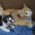 Gatos