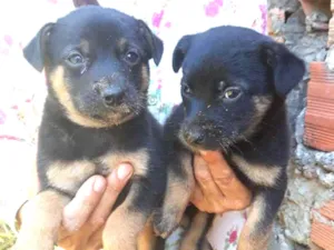 Cachorro raça Srd idade Abaixo de 2 meses nome Sem nome