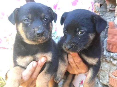 Cachorro raça Srd idade Abaixo de 2 meses nome Sem nome
