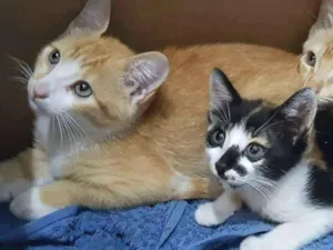 Gato raça Srd idade 2 a 6 meses nome Gatos