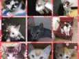 Gatitos