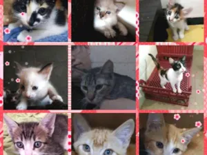 Gato raça Srd idade 2 a 6 meses nome Gatitos