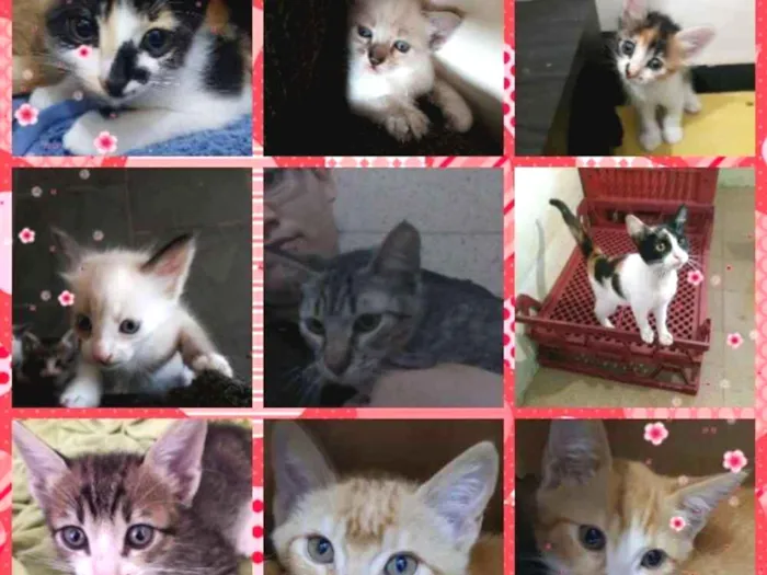 Gato ra a Srd idade 2 a 6 meses nome Gatitos