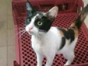 Gato raça Srd idade 2 a 6 meses nome Trica