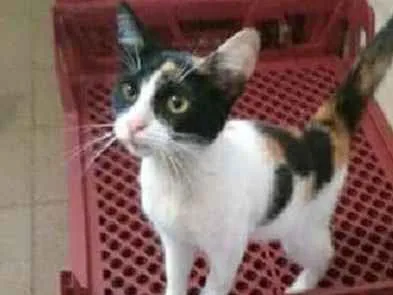 Gato ra a Srd idade 2 a 6 meses nome Trica
