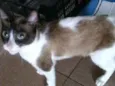Diva