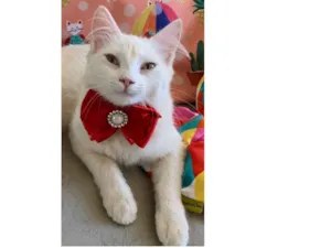 Gato raça SRD idade 2 a 6 meses nome MARIE