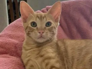 Gato raça SRD idade 2 a 6 meses nome FOGUINHO