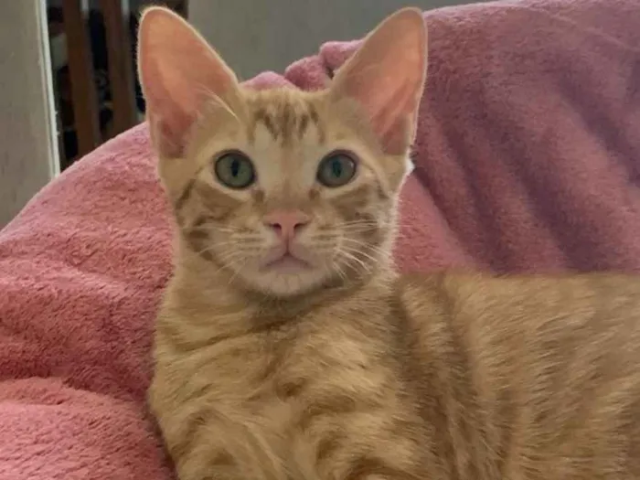 Gato ra a SRD idade 2 a 6 meses nome FOGUINHO