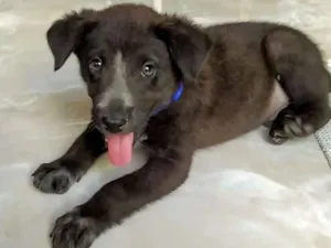 Cachorro raça Srd idade Abaixo de 2 meses nome Joaquim