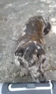 Cacau