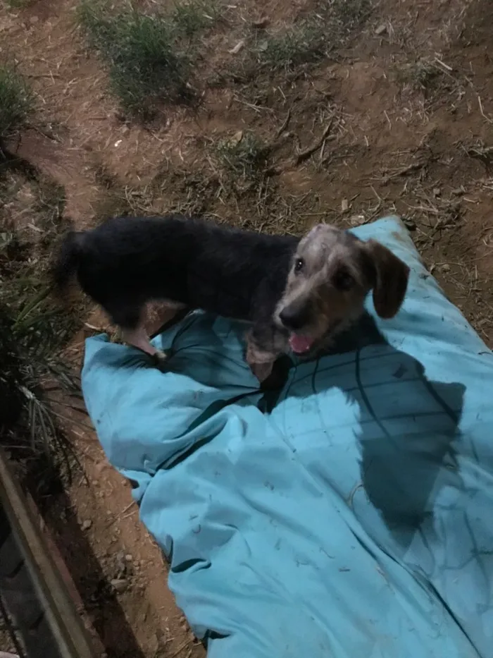 Cachorro ra a  idade 7 a 11 meses nome Não sei