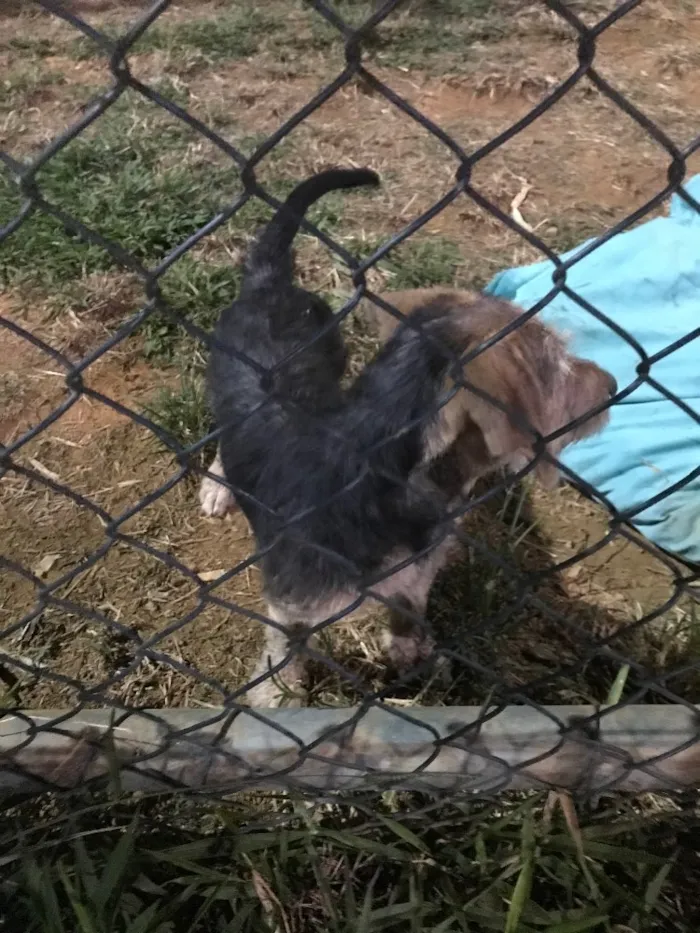 Cachorro ra a  idade 7 a 11 meses nome Não sei