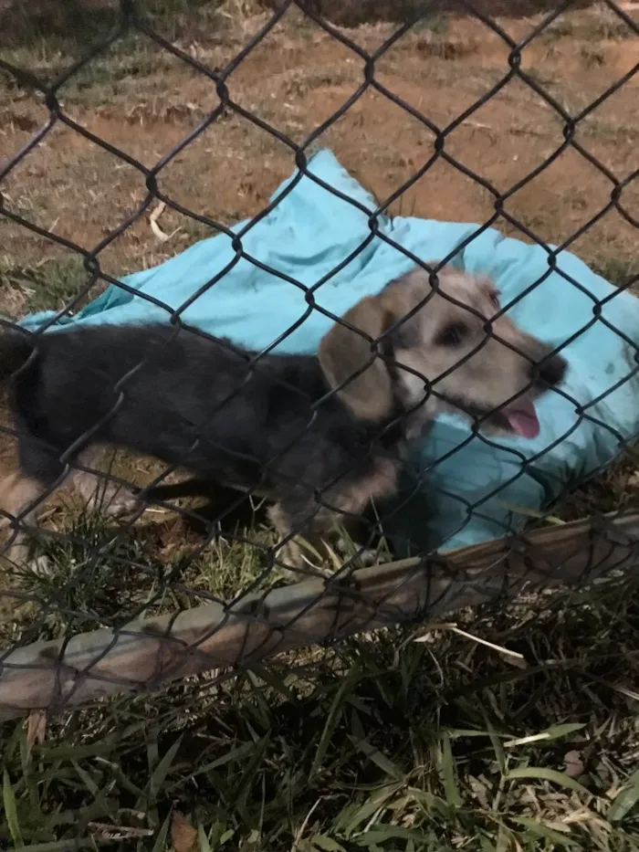 Cachorro ra a  idade 7 a 11 meses nome Não sei