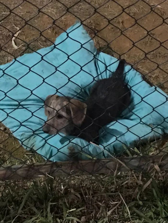 Cachorro ra a  idade 7 a 11 meses nome Não sei