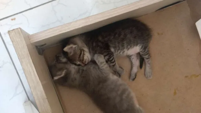 Gato ra a SDR idade 2 a 6 meses nome Sem nome